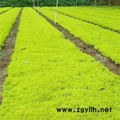 石家庄五色草直销