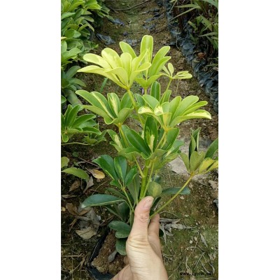 长治市风景绿化苗木鹅掌柴品种全价格低