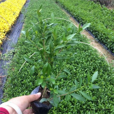 南通园艺批发小叶栀子花产地直销供应