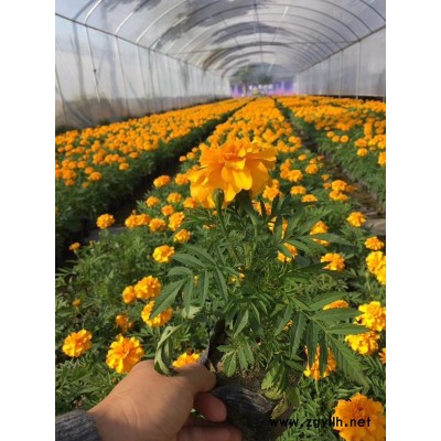 便宜品种好的孔雀草漳州苗木基地供应