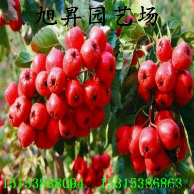 泰安甜红籽山楂苗价格