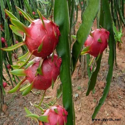 龙文人工授粉火龙果苗哪里有卖