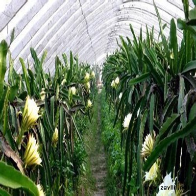 禄劝黄芯火龙果苗亩产量