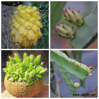 河口异花授粉火龙果苗致富新品种