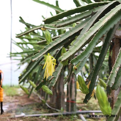 襄州专业培育火龙果苗厂家批发