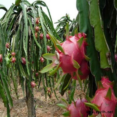 长乐红芯火龙果苗价格一览表