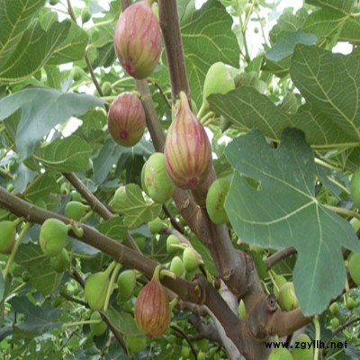 沁县自产自销无花果苗厂家直销