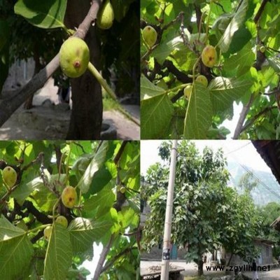 抚顺五年生无花果苗图片大全