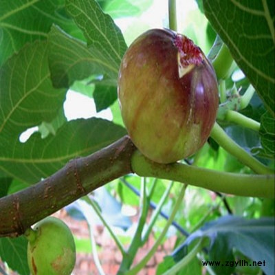 长洲黑色使命无花果苗必看