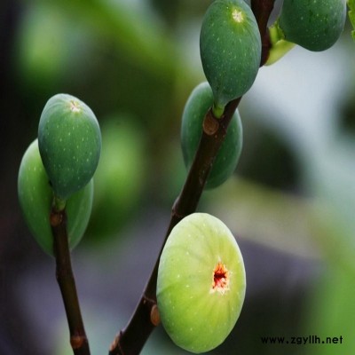 交口金傲芬无花果苗有优惠吗？