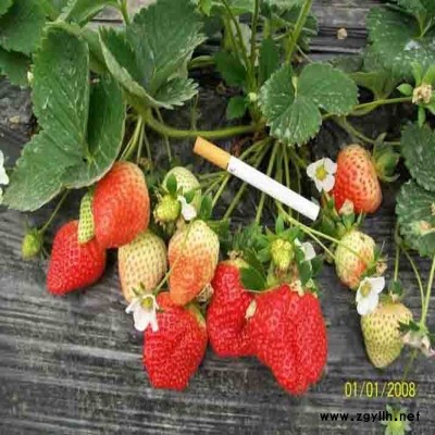 浚县草莓苗市场报价