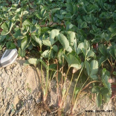 闻喜法兰地草莓苗优惠