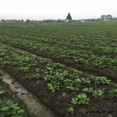 连州红颜草莓苗推荐咨询