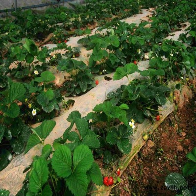 兴化越心草莓苗卓越服务