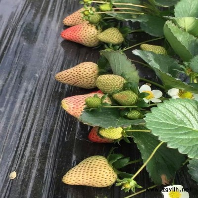 神池粉红公主草莓苗批发商