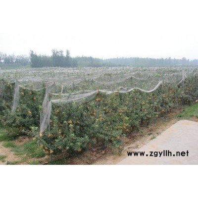 高陵潮巅5号苹果苗必看