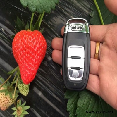 西充专业培育草莓苗怎么种