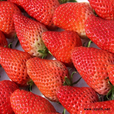 济源太空2008草莓苗真的靠谱吗