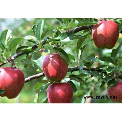 新田美8苹果苗优惠