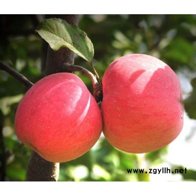 嵊泗新烟富苹果苗出售信息