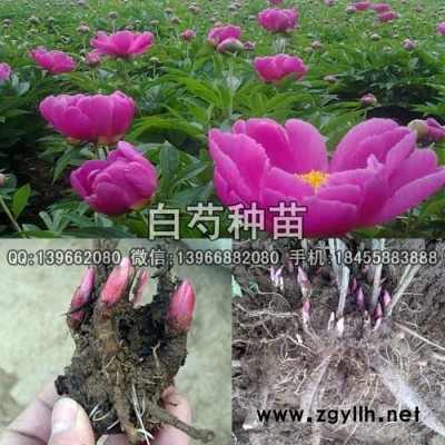 白芍种苗,白芍苗批发,改良白芍苗价格