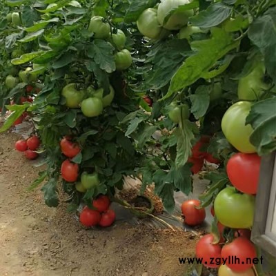 大果番茄品种，荷兰番茄种子抗病性好高产量西红柿种子