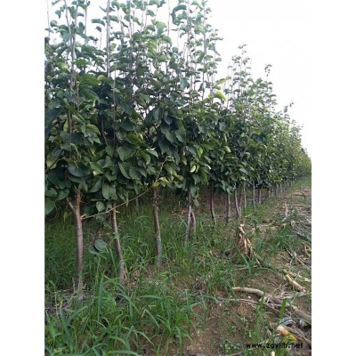 甘南哪里有早美酥梨苗,玉冠梨苗优惠价是多少