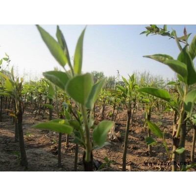 攀枝花哪里有自产自销梨苗,金果梨苗价格