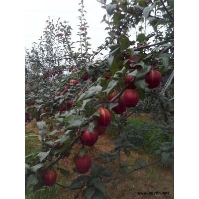 广州哪里有金阳蜜5号梨苗,金果梨苗供应