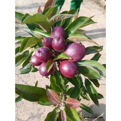 淮南哪里有丰水梨苗,专业培育梨苗价格一览表