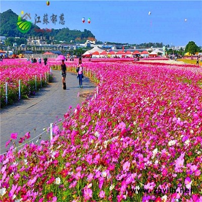 浙江省杭州市春季花海策划效果免费设计图1
