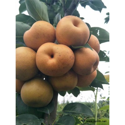 烟台哪里有晚秋黄梨苗,酥梨苗厂家批发