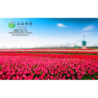 西藏昌都花海项目案例专业花海