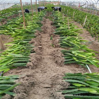 驿城人工授粉火龙果苗基地装车价格