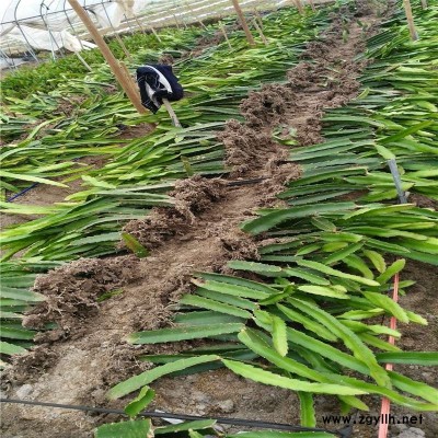 肥城异花授粉火龙果苗免费咨询