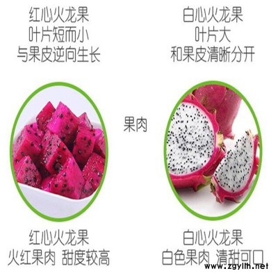 大通白水晶火龙果苗_铸造辉煌