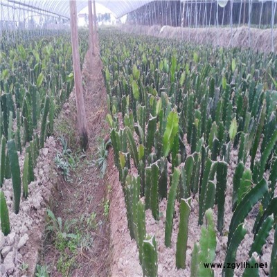 通江优质火龙果苗点击