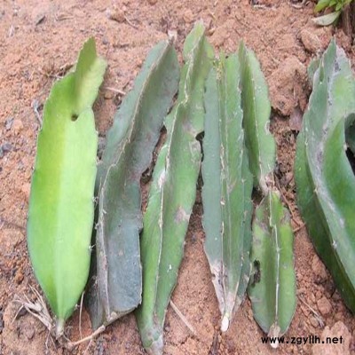 赫章专业培育火龙果苗生产厂家卓越服务