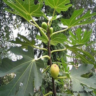 路南两公分无花果苗现货_诚信为本