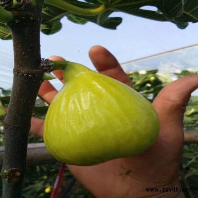 阳东玛斯义陶芬无花果苗点击