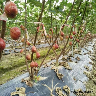 铁山华丽无花果苗批发_值得信赖