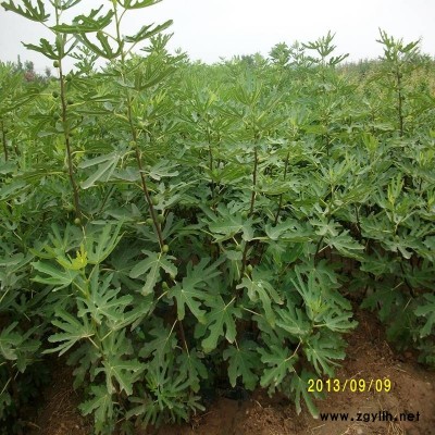 巴林右旗两公分无花果苗厂家批发