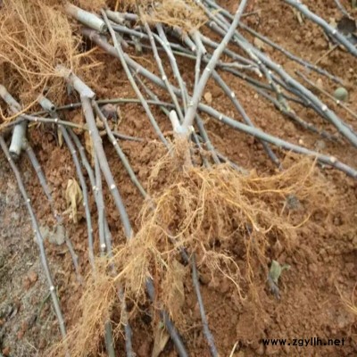 原州白蜜无花果苗一亩产量多少