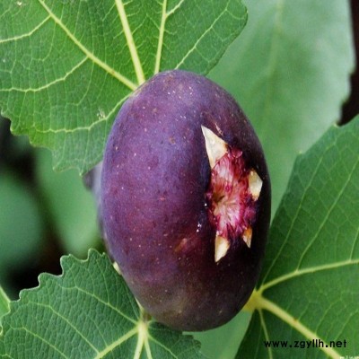 贵定玛斯义陶芬无花果苗点击