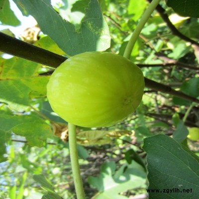 星子无花果苗培育要求