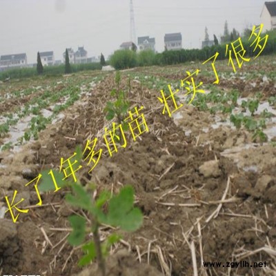 渭源优质无花果苗推荐咨询