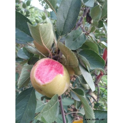 镇原信浓红苹果苗行情