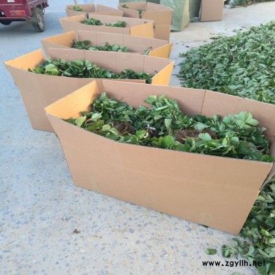 宛城红袖添香草莓苗市场采购价格