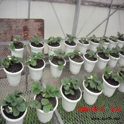 府谷粉红公主草莓苗值得信赖