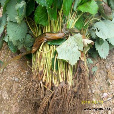 丹寨泰丽草莓苗推荐